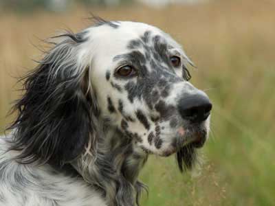 English Setter